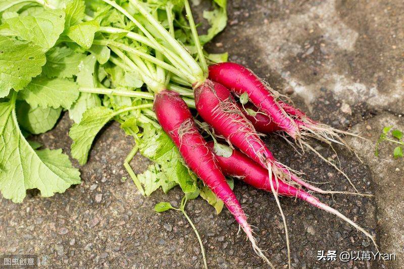 Autumn radish cultivation techniques