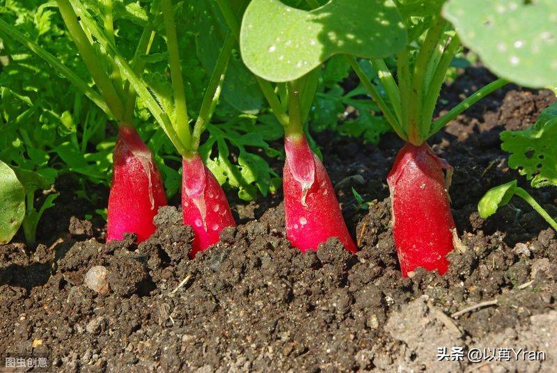 Autumn radish cultivation techniques