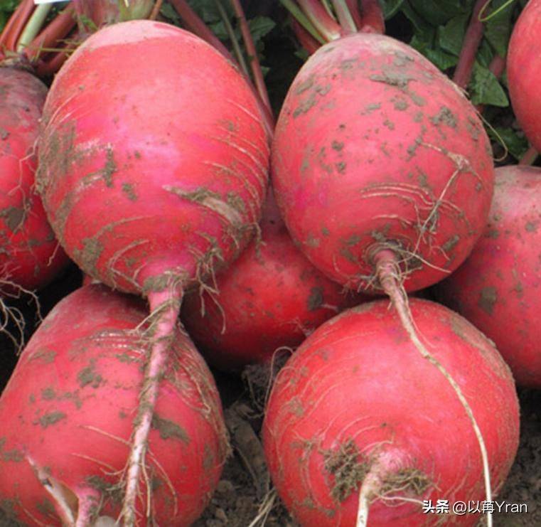 Autumn radish cultivation techniques
