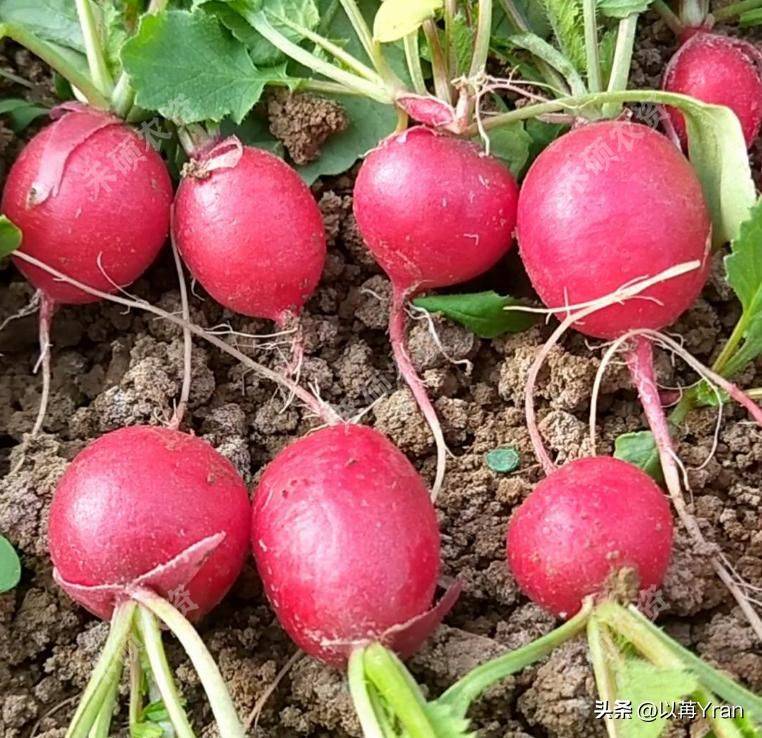 Autumn radish cultivation techniques