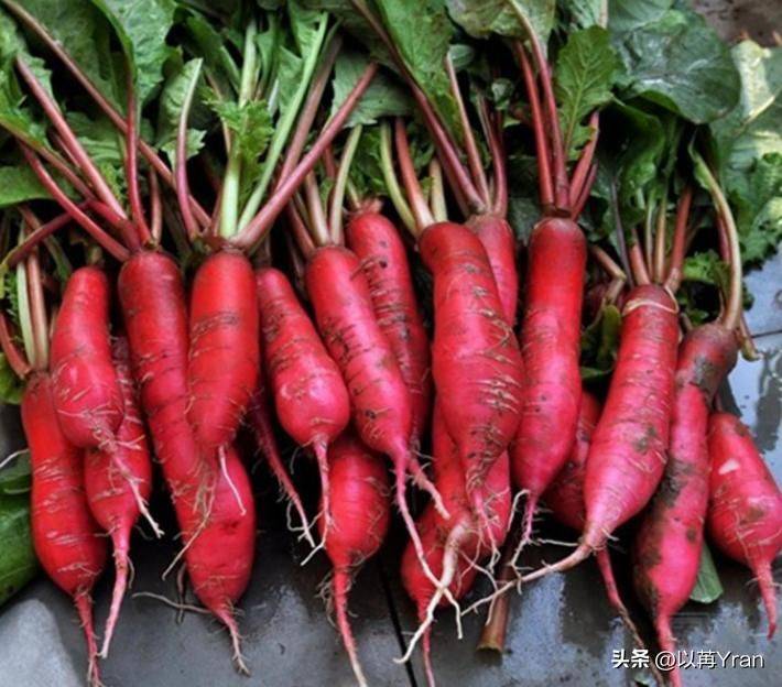 Autumn radish cultivation techniques