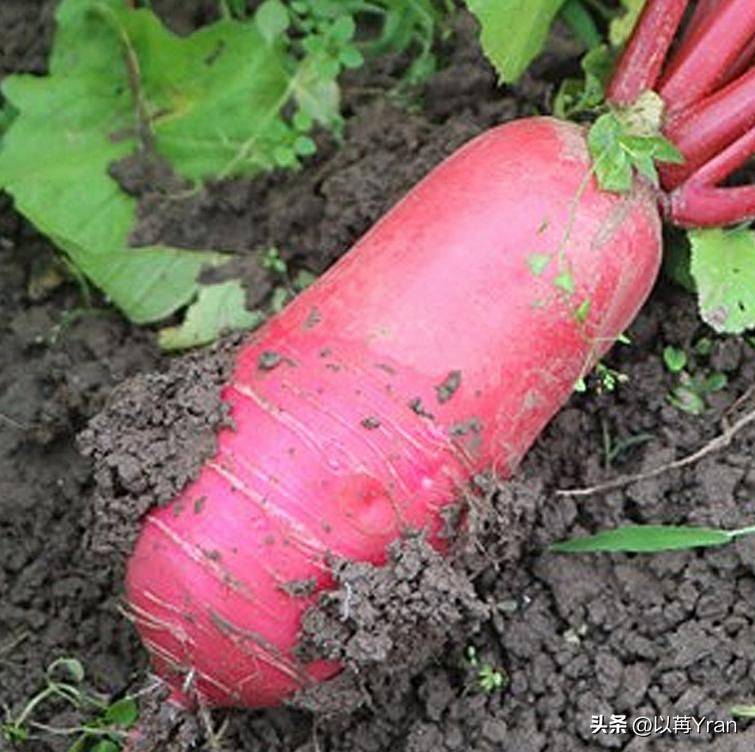 Autumn radish cultivation techniques
