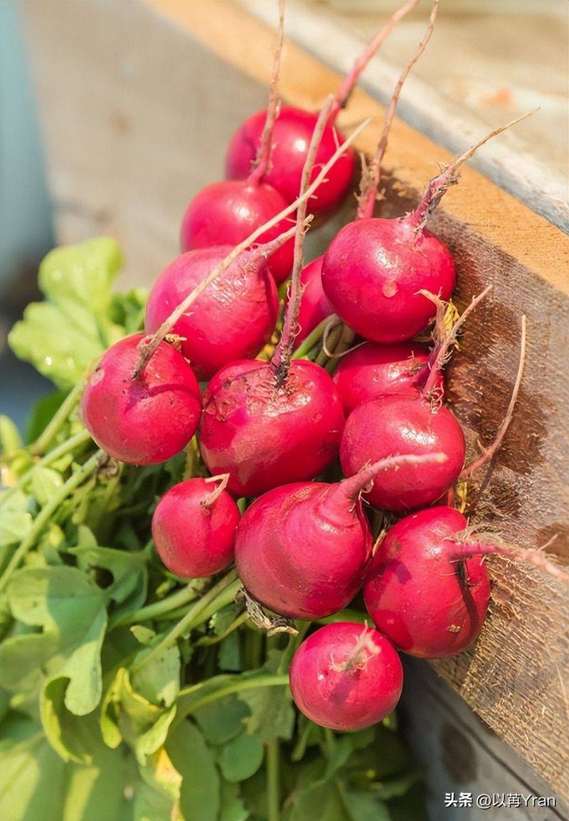 Autumn radish cultivation techniques