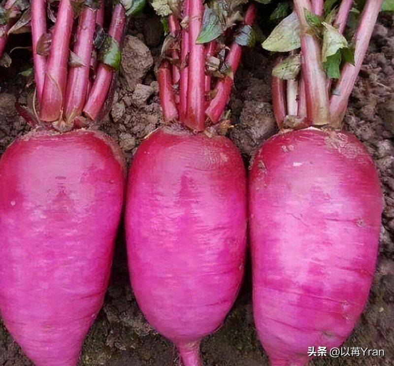 Autumn radish cultivation techniques