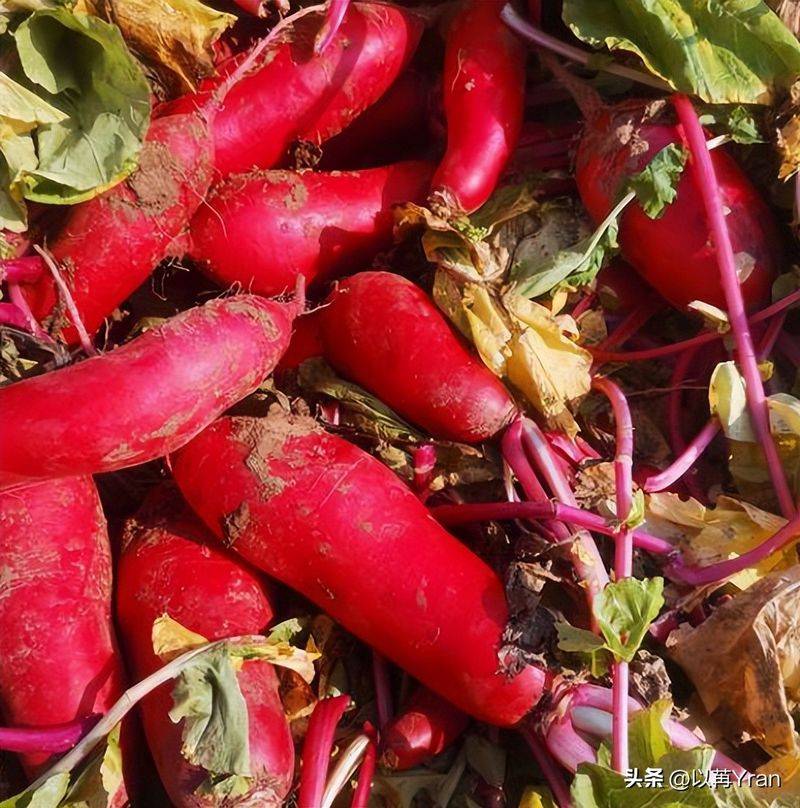 Autumn radish cultivation techniques