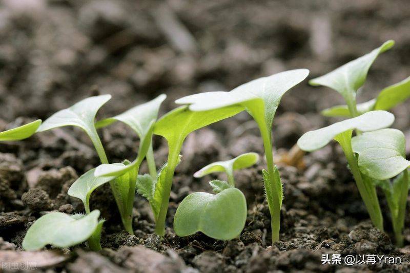 Autumn radish cultivation techniques