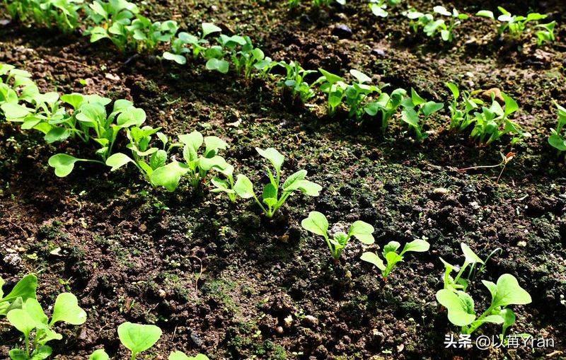 Autumn radish cultivation techniques