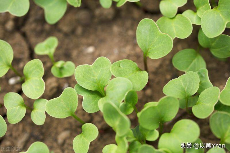 Autumn radish cultivation techniques
