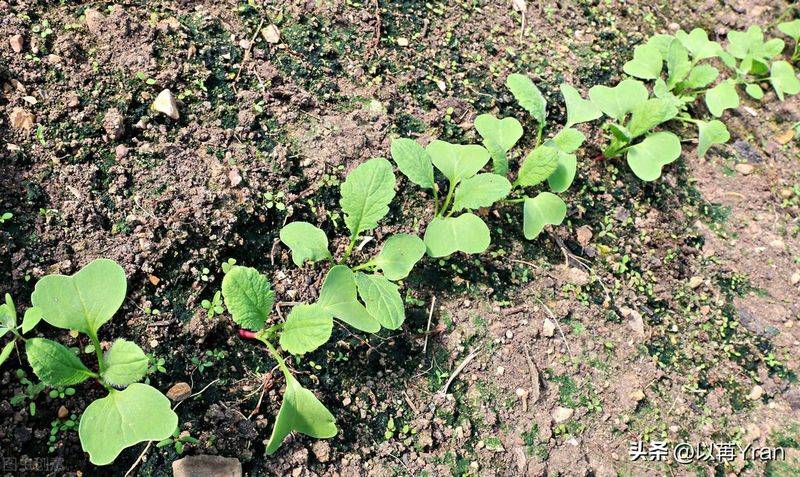 Autumn radish cultivation techniques