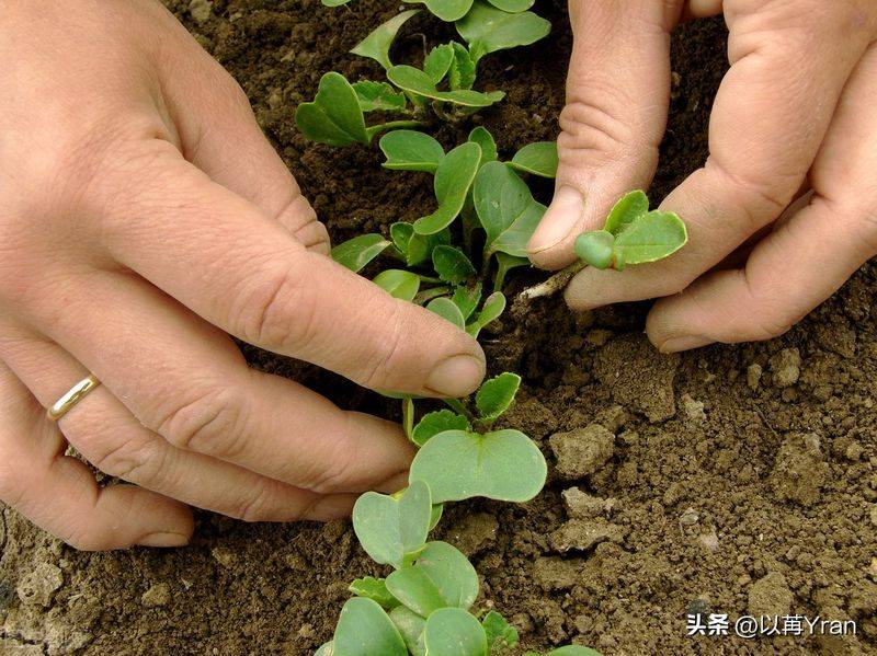 Autumn radish cultivation techniques