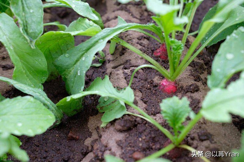 Autumn radish cultivation techniques