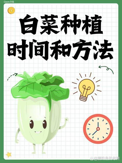 白菜种植时间和方法
