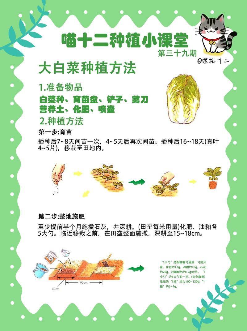 白菜种植时间和方法