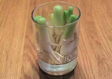 Water for vegetable cultivation