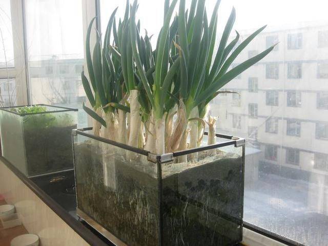 Water for vegetable cultivation