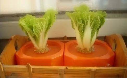 Water for vegetable cultivation