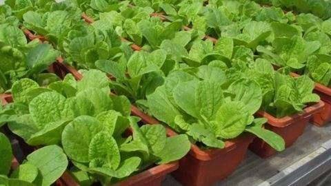 Water for vegetable cultivation