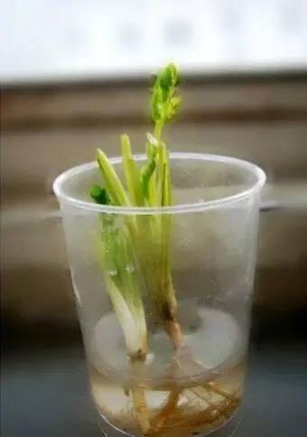 Water for vegetable cultivation