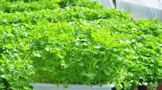 Water for vegetable cultivation