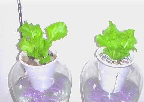 Water for vegetable cultivation