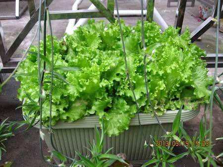 Water for vegetable cultivation