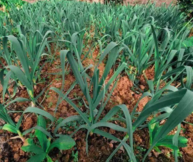 大蒜种植技术要点