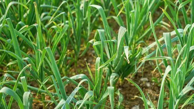 大蒜种植技术要点