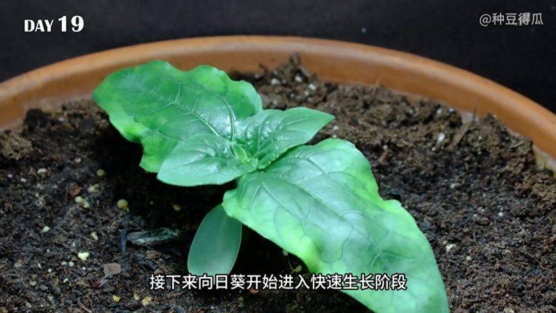 The method of planting sunflower seeds