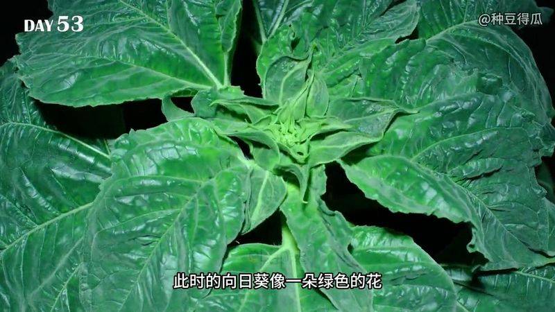 The method of planting sunflower seeds