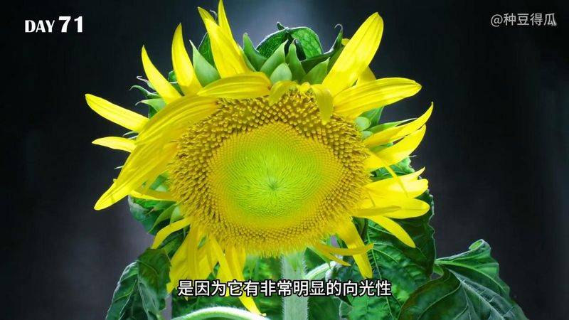 The method of planting sunflower seeds