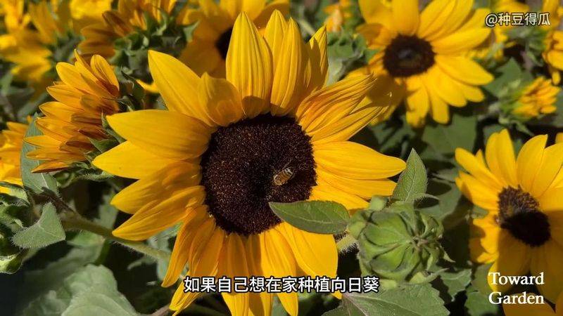 The method of planting sunflower seeds