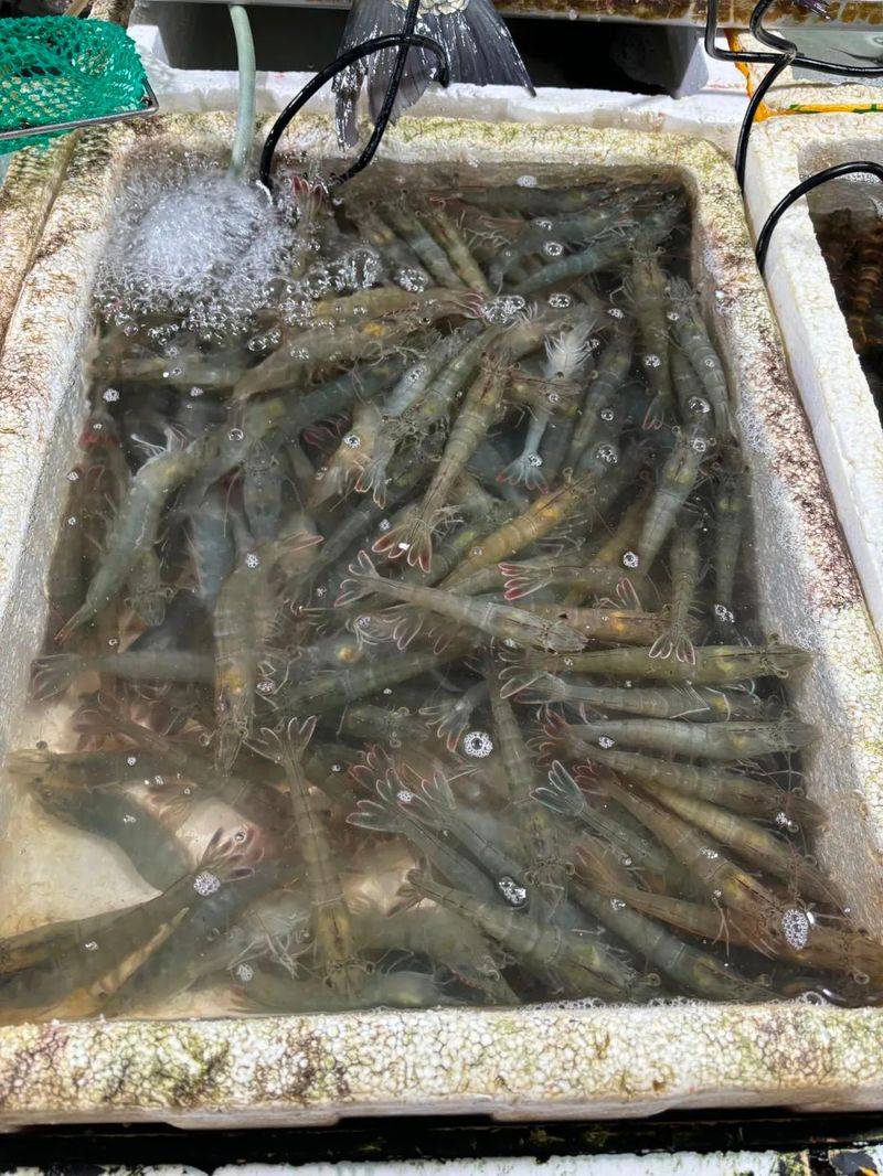 塘鳢多少钱一斤