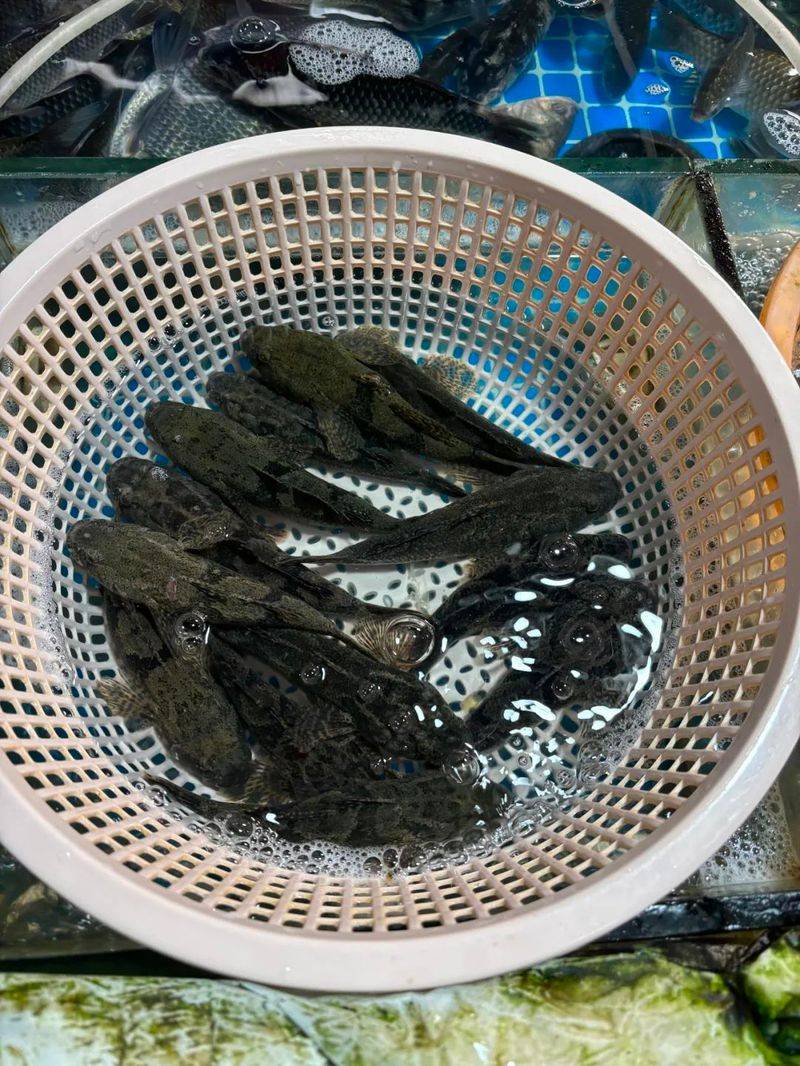 塘鳢多少钱一斤