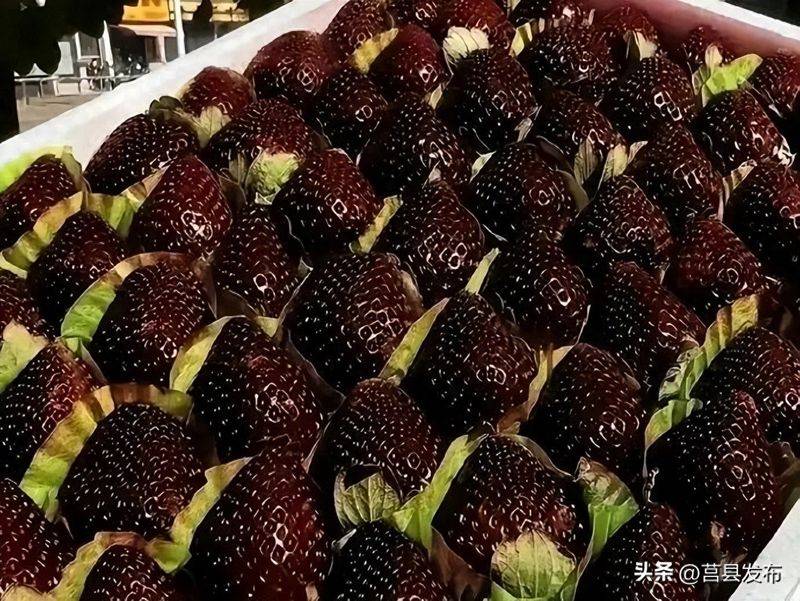 Milk strawberry cultivation techniques