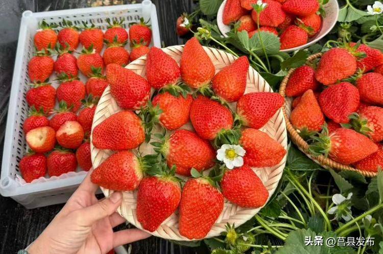 Milk strawberry cultivation techniques