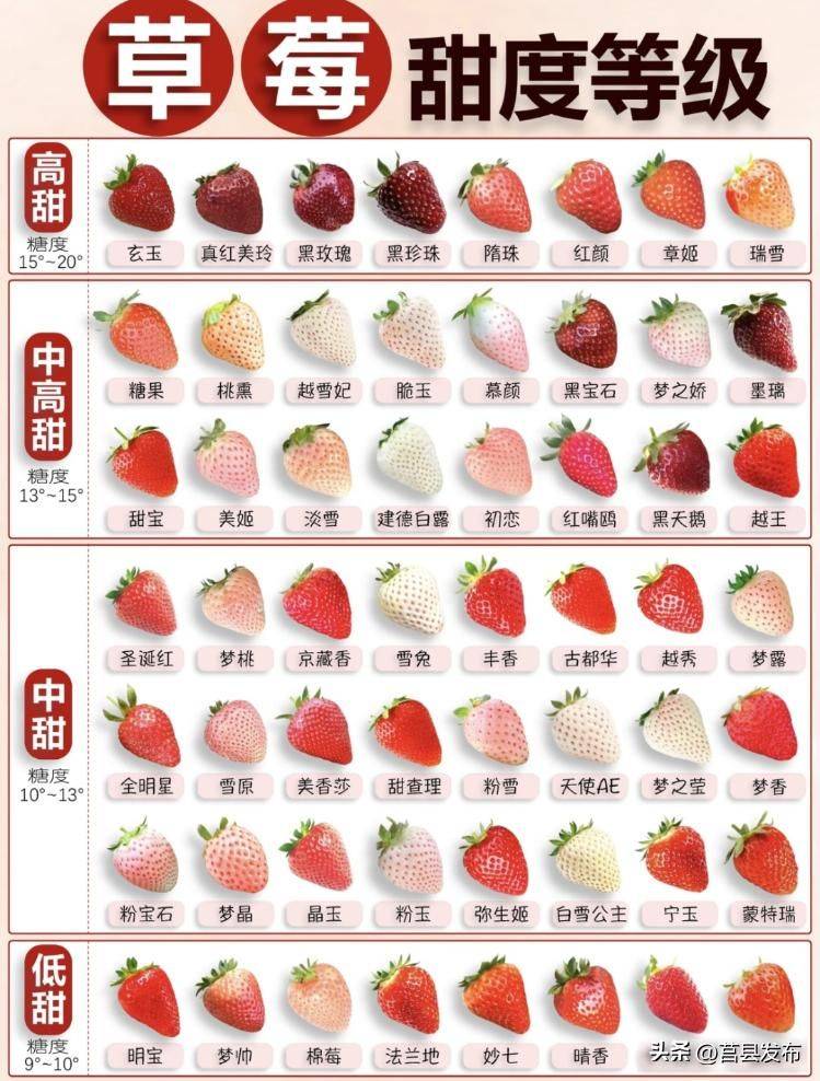 Milk strawberry cultivation techniques