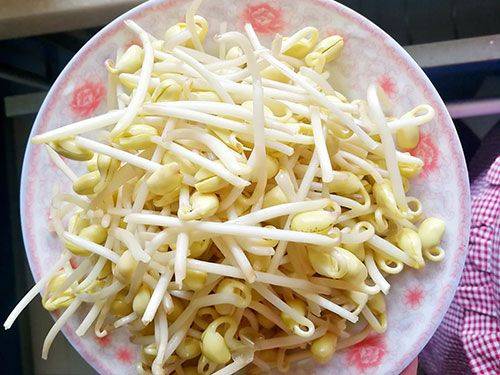How to grow sprouts