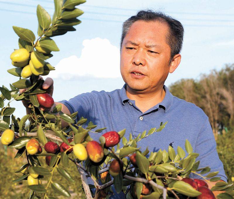 Xinjiang date growing technology