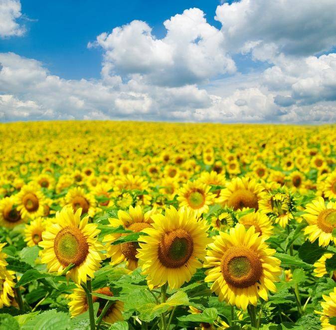 The method of planting sunflower seeds