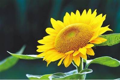 The method of planting sunflower seeds