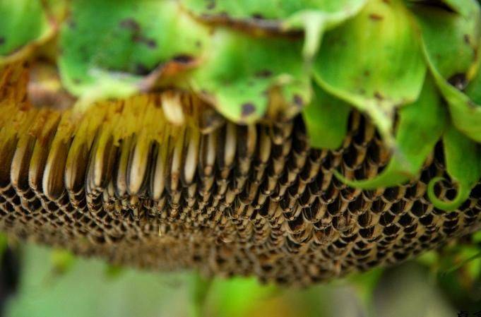 The method of planting sunflower seeds