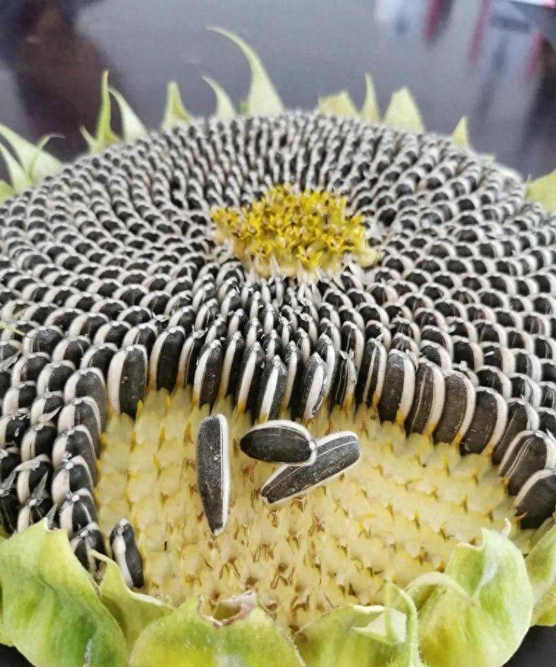 向日葵种子种植方法