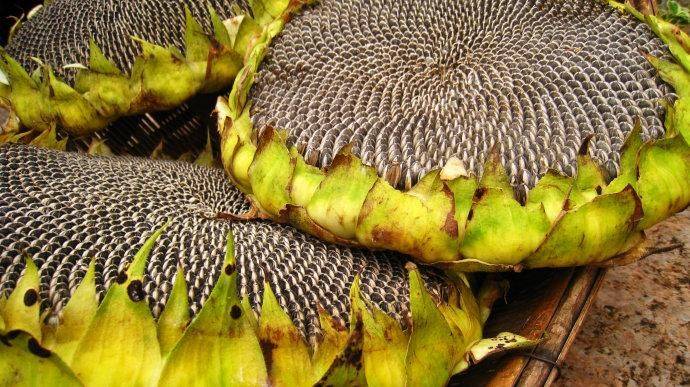 向日葵种子种植方法