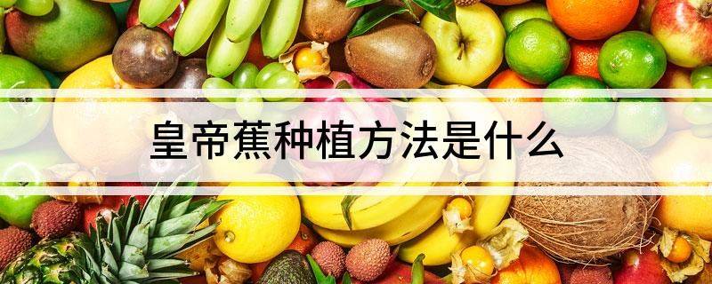 皇帝蕉种植方法是什么