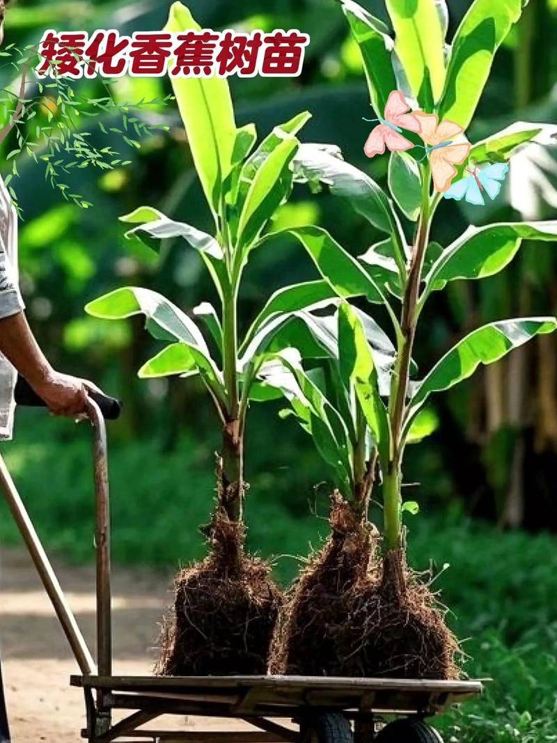 皇帝蕉种植技术