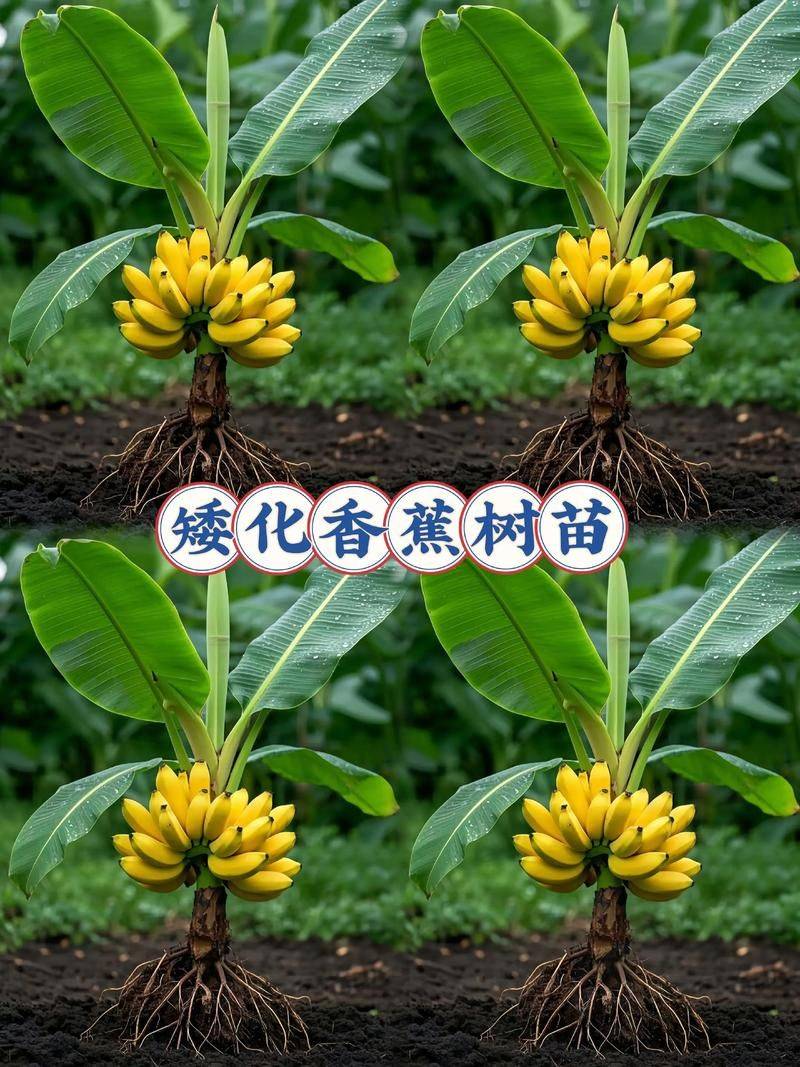 皇帝蕉种植技术