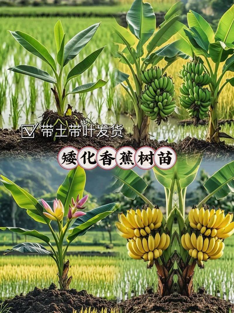 皇帝蕉种植技术