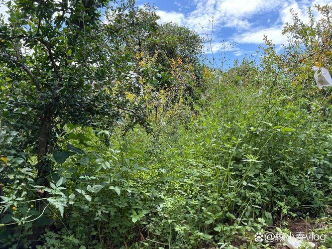 余群：杂草树叶树枝，“三剩”长“一宝”