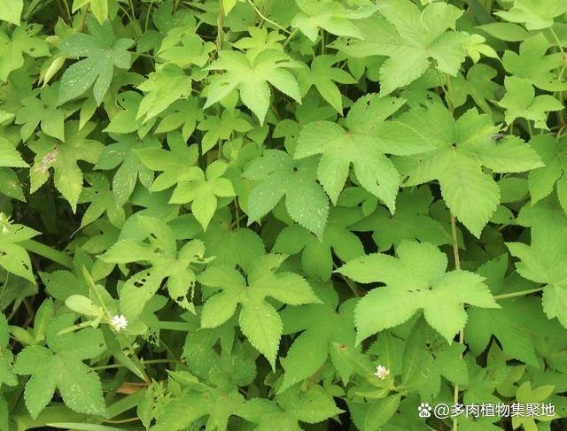 贵州天麻种植技术