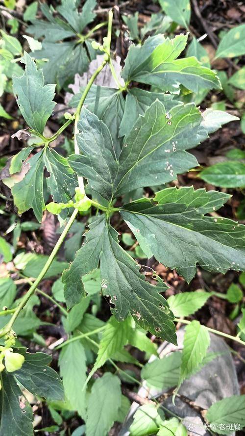 贵州天麻种植技术